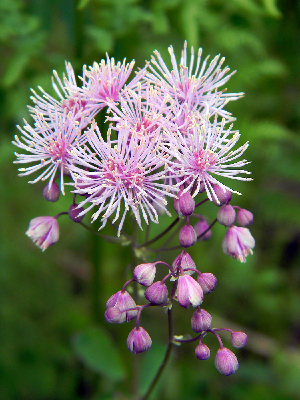 Image of Thalictrum aquilegiifolium specimen.