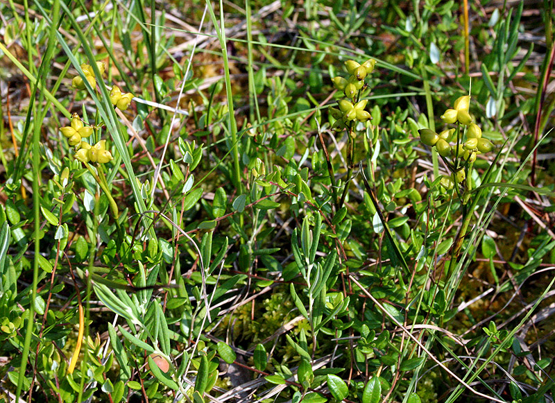 Изображение особи Scheuchzeria palustris.