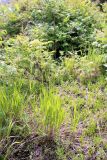 Calamagrostis amurensis