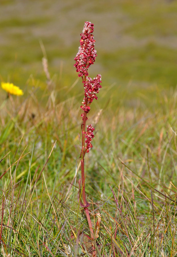 Изображение особи Rumex acetosa.