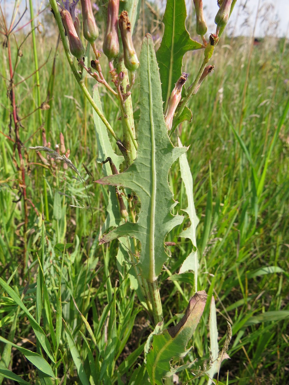 Image of Lactuca tatarica specimen.