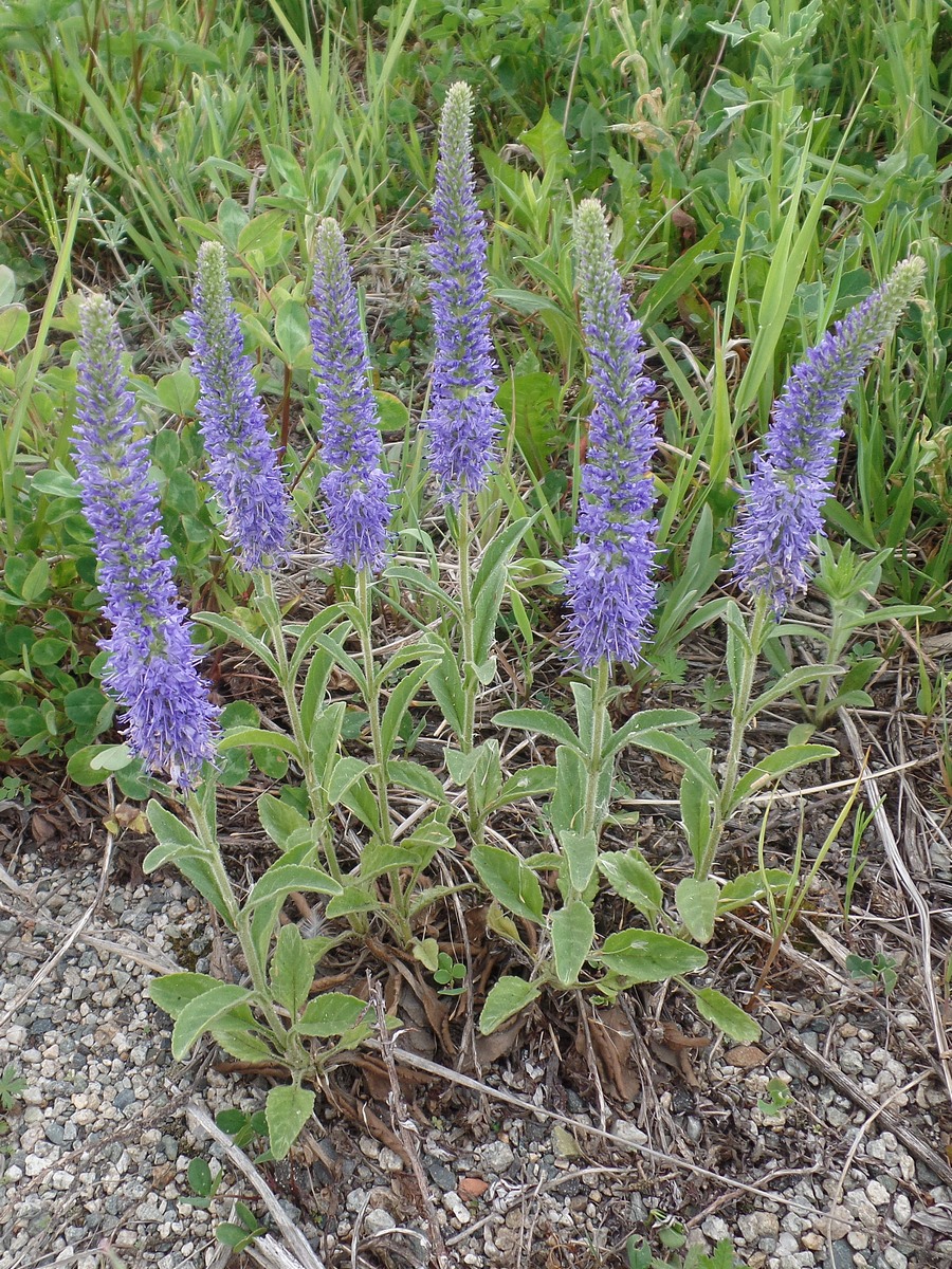 Изображение особи Veronica porphyriana.