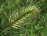 Agropyron pectinatum