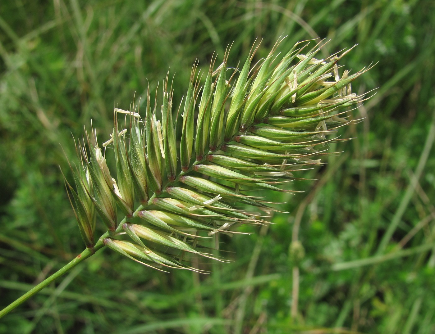 Изображение особи Agropyron pectinatum.