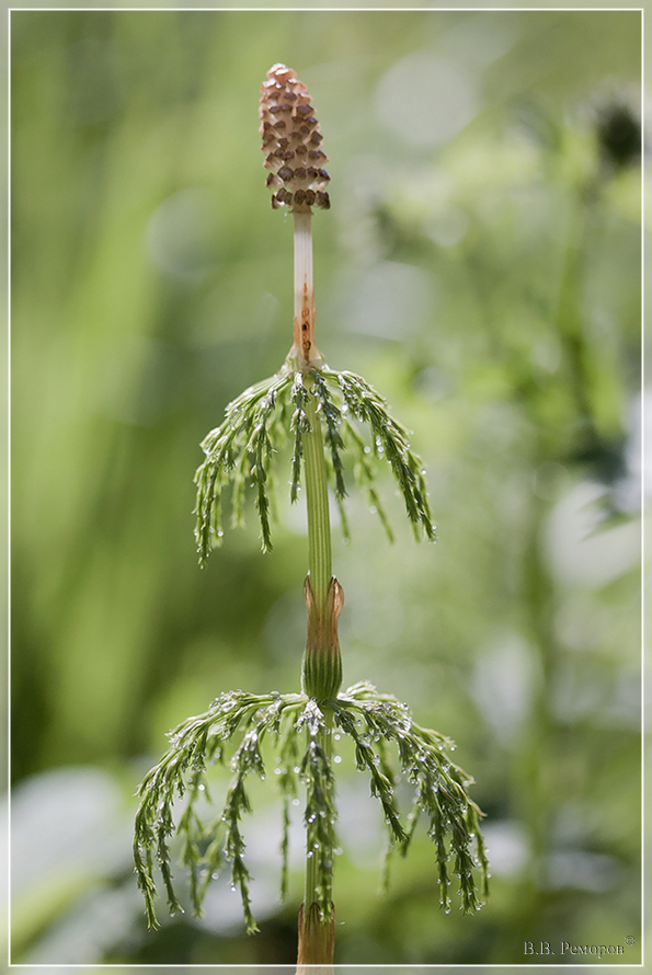 Изображение особи Equisetum sylvaticum.