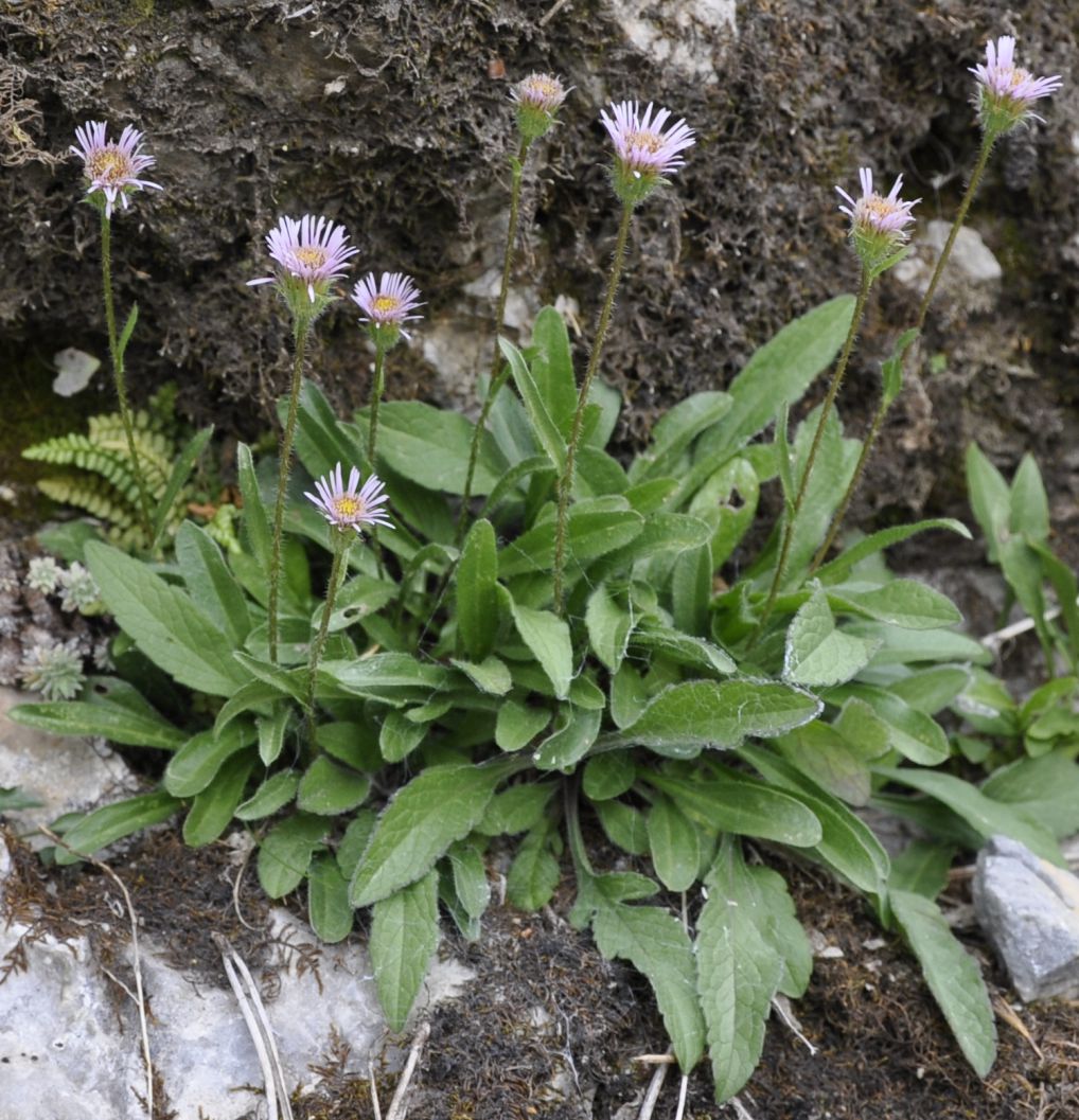 Изображение особи Erigeron alpinus.