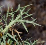 Eryngium glomeratum