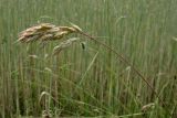 Bromus hordeaceus