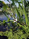 Sagittaria sagittifolia