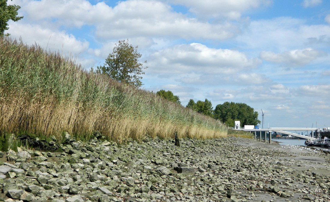 Изображение особи Phragmites australis.