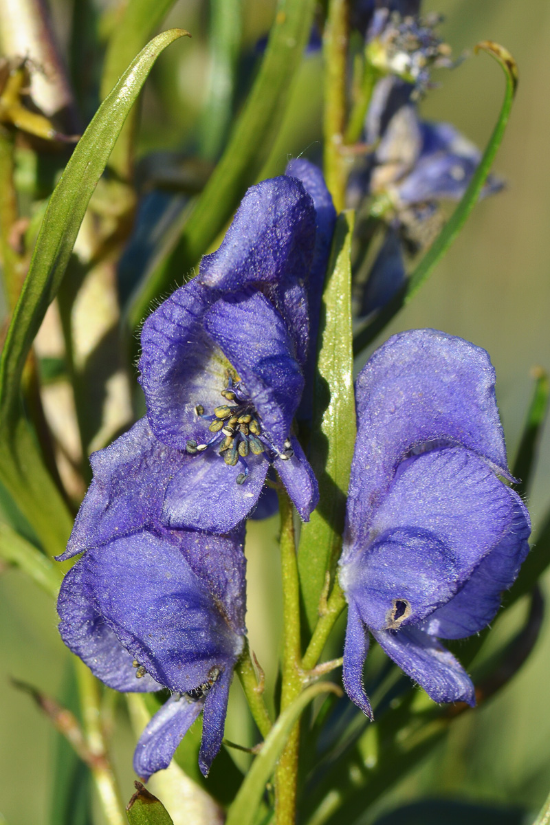 Изображение особи Aconitum soongaricum.