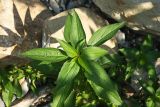 Acalypha australis. Верхушка побега. Краснодарский край, г. Сочи, Лазаревский р-н, с. Барановка, берег р. Вост. Дагомыс. 05.08.2017.