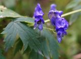 Aconitum maximum