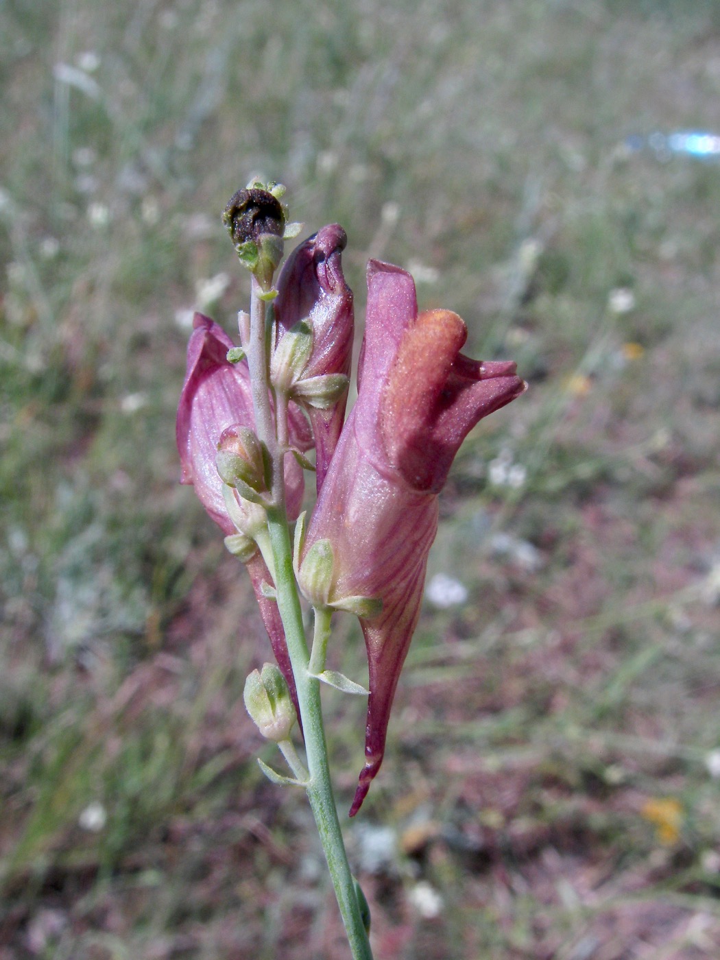 Изображение особи Linaria popovii.