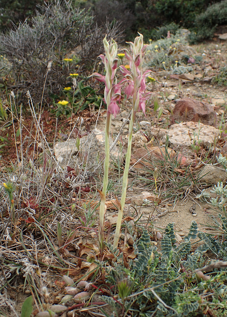 Изображение особи Anacamptis sancta.