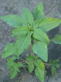 Amaranthus retroflexus