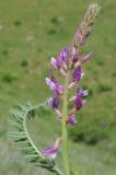 Oxytropis ornata. Соцветие и лист. Казахстан, Зап. Тянь-Шань, зап. оконечность Таласского Алатау, правая кромка каньона Машат, степной склон. 21.04.2018.