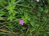 Geranium palustre. Цветок и листья. Московская обл., Раменский р-н, окр. пос. Ильинский, Ильинский лес, на опушке березняка. 19.07.2018.