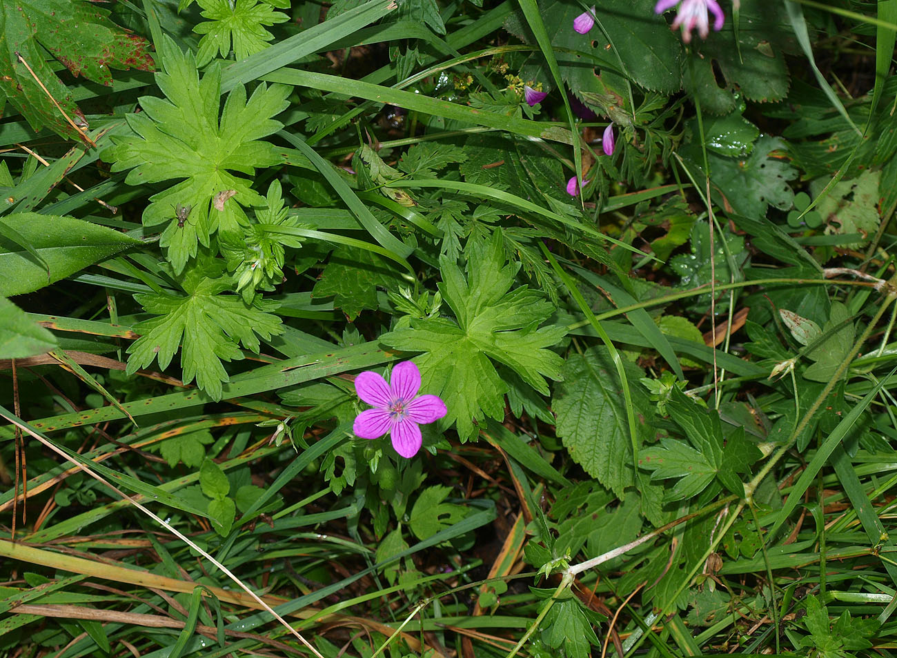 Изображение особи Geranium palustre.