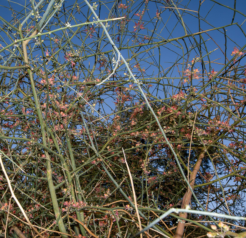 Изображение особи Capparis decidua.