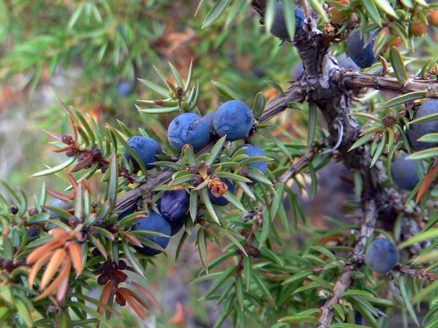 Изображение особи Juniperus communis.