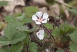 Potentilla micrantha. Цветок и листья. Краснодарский край, Адлерский р-н, Ахштырское ущелье, правый скалистый берег р. Дзыхра. 12.03.2019.