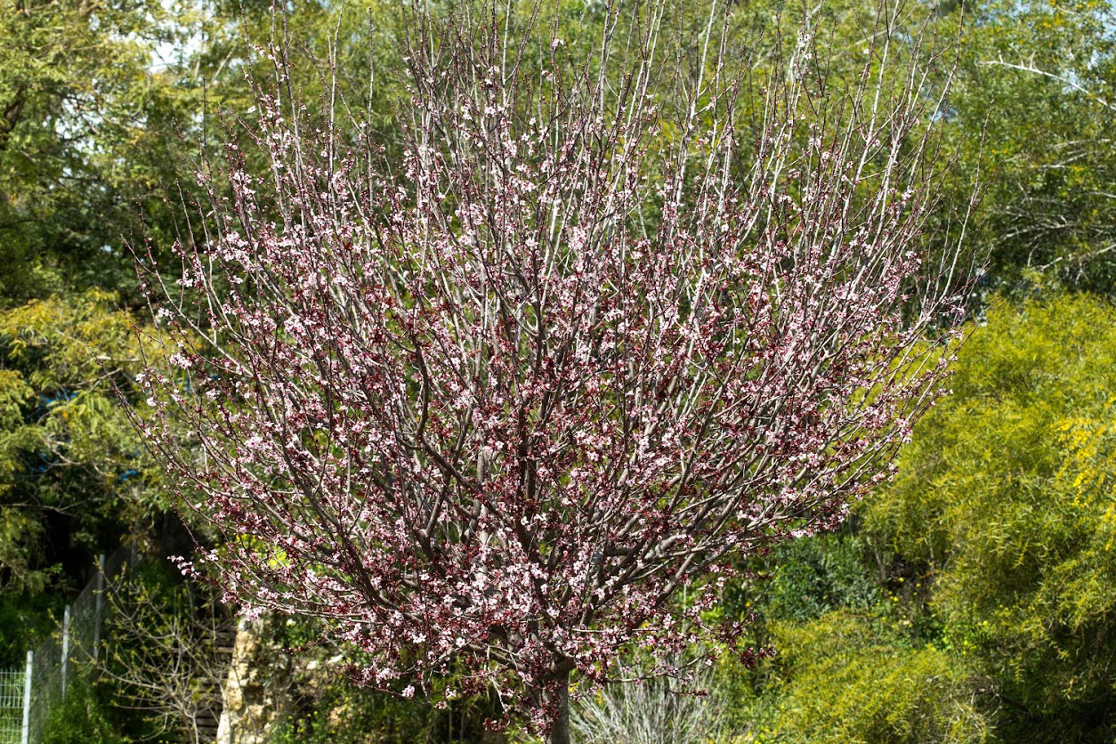 Изображение растения Prunus cerasifera var. pissardii.