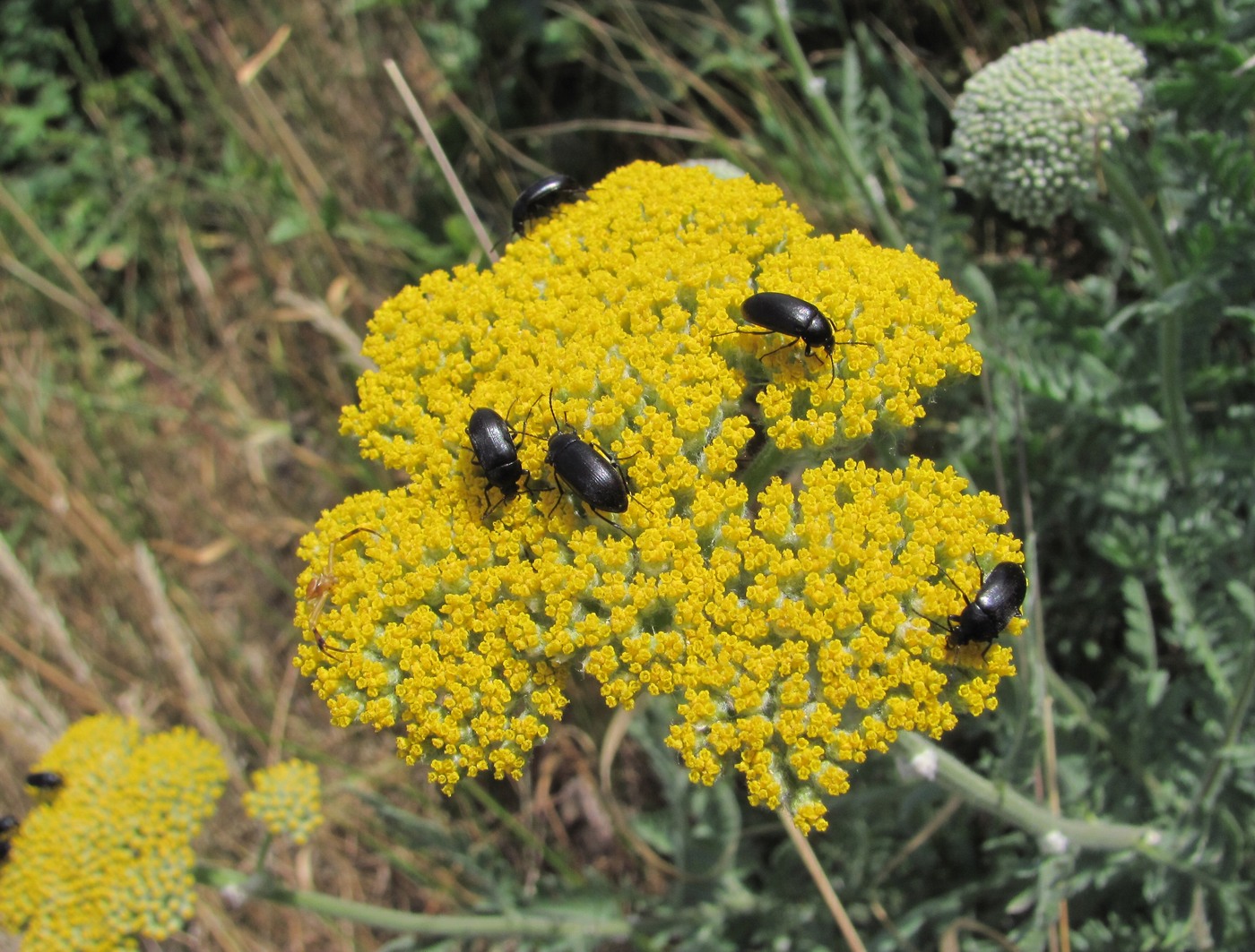 Изображение особи Achillea filipendulina.