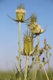 Dipsacus laciniatus