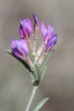 Astragalus brachypus