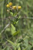 Hypericum erectum