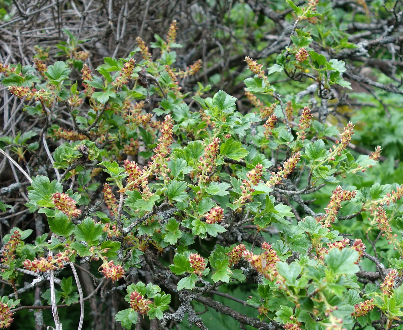 Изображение особи Ribes heterotrichum.