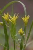 Gagea lutea