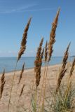 Calamagrostis meinshausenii