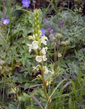 Pedicularis dolichorrhiza