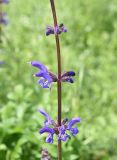 Salvia kuznetzovii