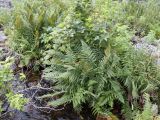 Dryopteris filix-mas. Спороносящие растения на берегу горной речки Бадаксай. Узбекистан, Ташкентская обл., Пскемский хр., ущелье Бадаксай, около 1430 м н.у.м. 20.07.2022.