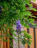 Wisteria sinensis