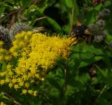 Solidago canadensis