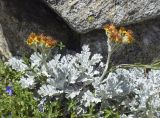 Senecio leucophyllus