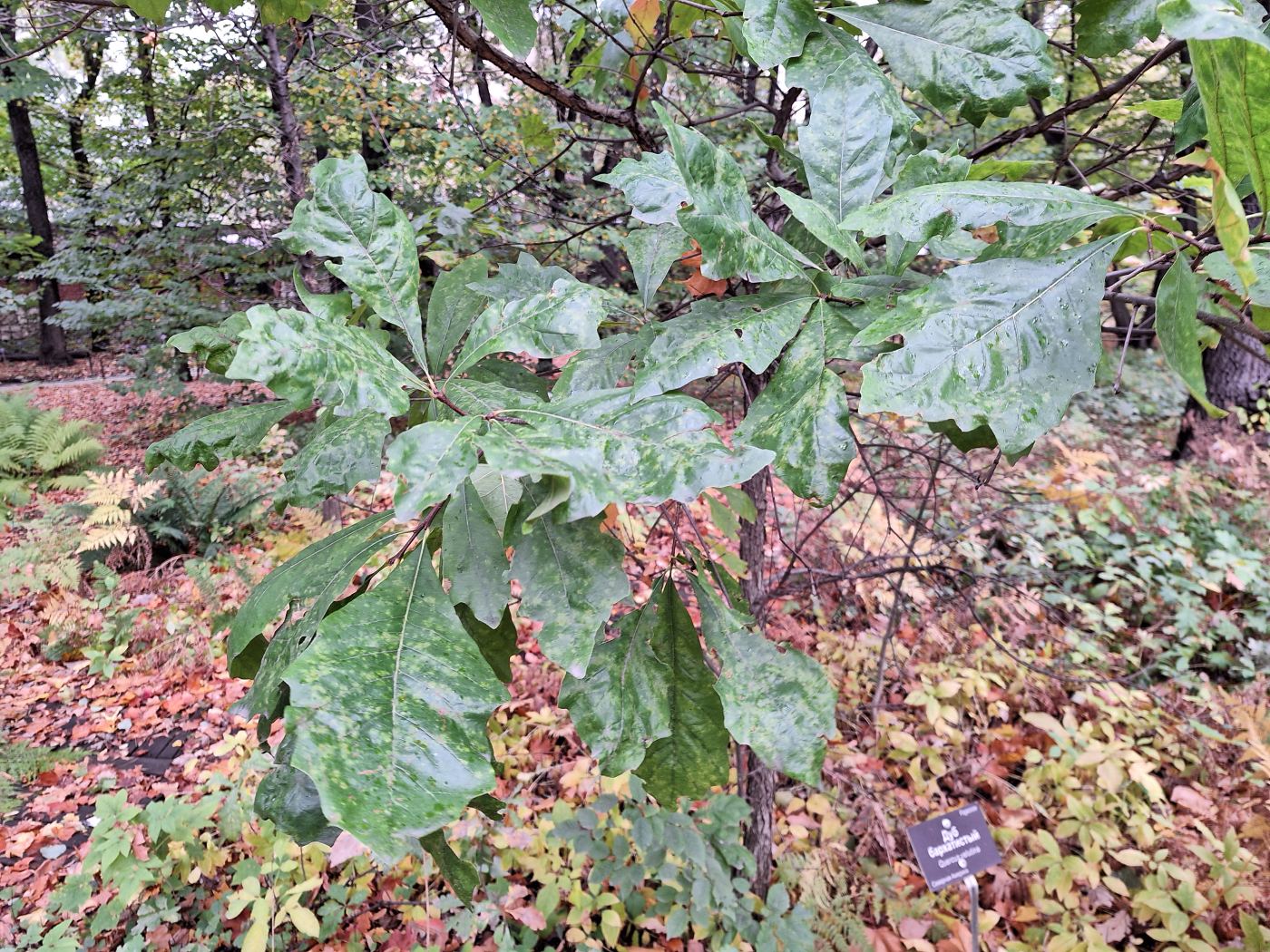 Изображение особи Quercus velutina.