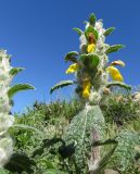 Phlomoides speciosa. Цветущее растение. Казахстан, Туркестанская обл., Тюлькубасский р-н, р. Жабаглы, северный берег, каменистый склон с осыпями щебня и глыб. 19.04.2024.