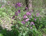 Lunaria annua