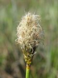 Eriophorum russeolum