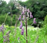 Aconitum septentrionale. Соцветие. Ленинградская область, Кировский район, окрестности деревни Городище, природный заповедник \"Каньон реки Лавы\". 16 июня 2012 г.