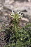 Pedicularis olgae