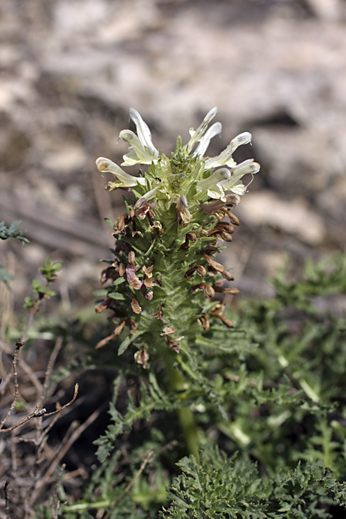 Изображение особи Pedicularis olgae.