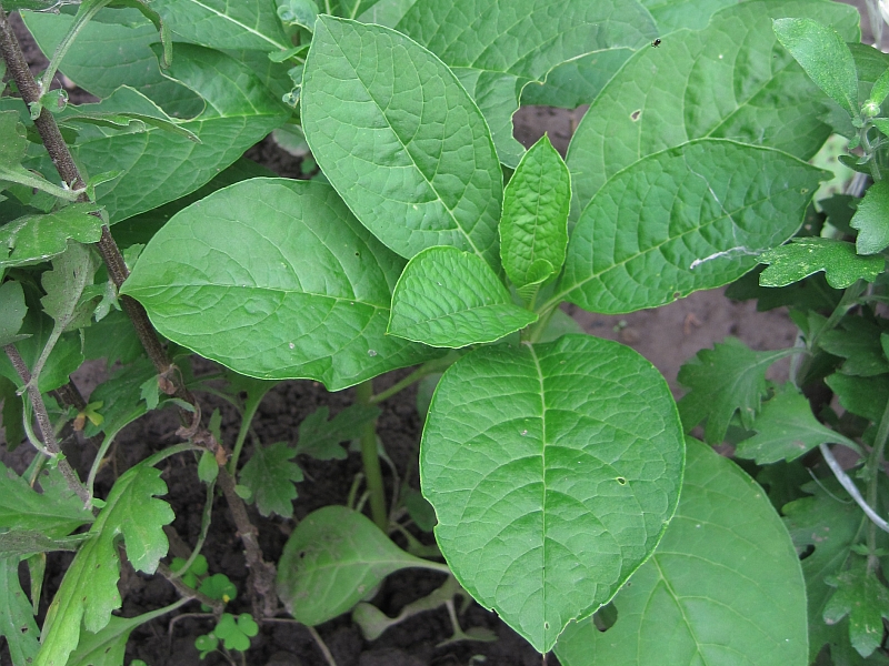 Изображение особи Phytolacca acinosa.