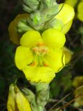 Verbascum densiflorum