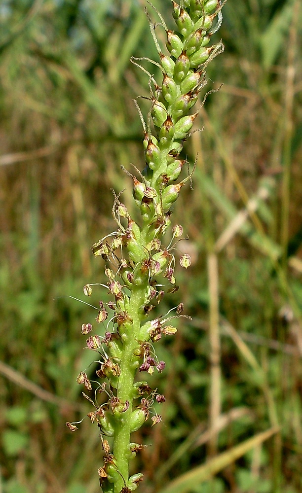 Изображение особи Plantago cornuti.